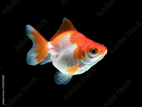 single goldfish with white and orange color isolated on black background