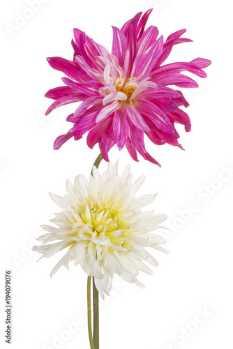 Fototapeta Naklejka Na Ścianę i Meble -  dahlia flower isolated