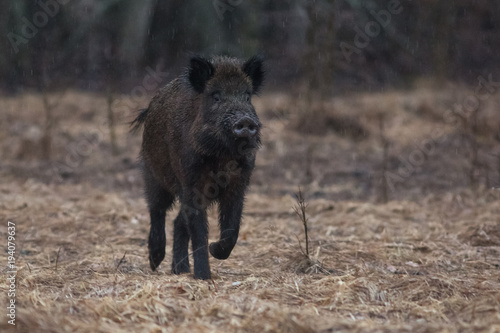 pig, animal, boar, wild