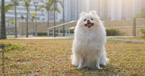 Cute pomeranian dog sitting on grass lawn