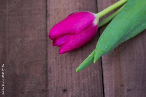 Tulip on wooden surface photo