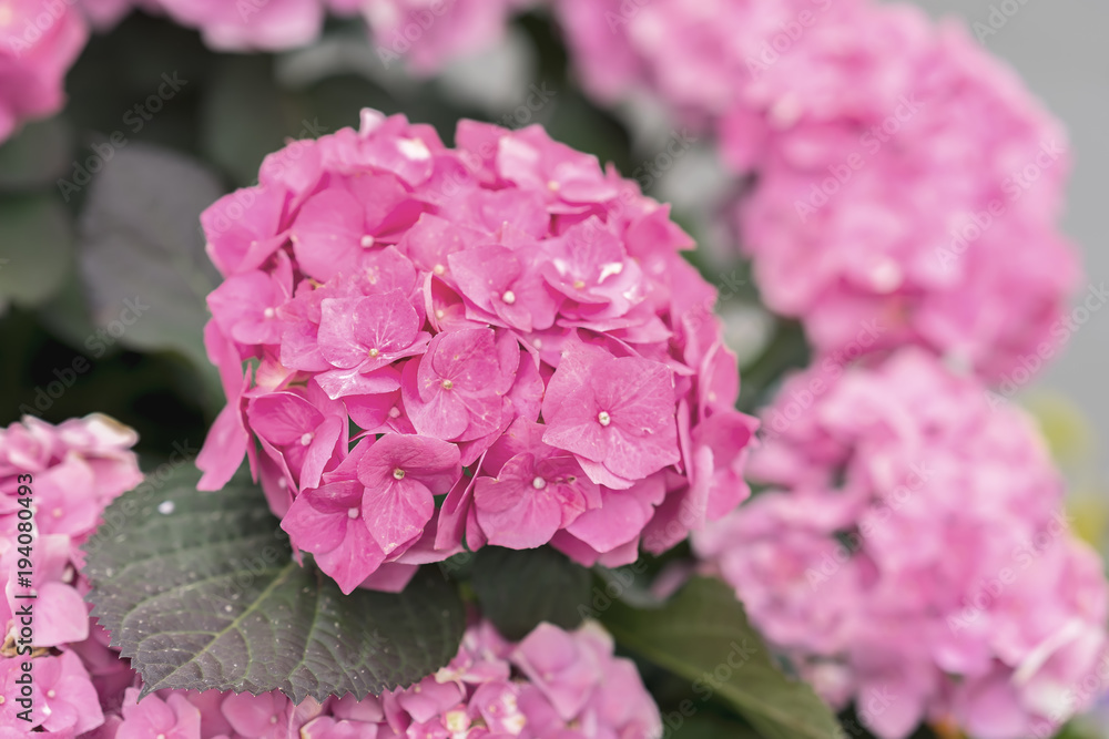 Pink flowers of hydrangea close-up, selective focus. Natural hydrangea macrophylla, hortensia. Large head of selection plant. Floral romantic background Pink flowers of hydrangea close-up, selective focus. Natural hydrangea macrophylla, hortensia. Large head of selection plant. Floral romantic background