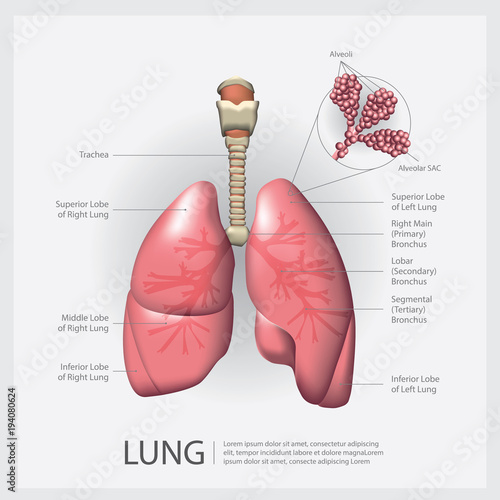 Lung with Detail Vector Illustration