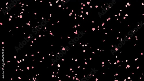 Falling sakura cherry blossom with alpha, looped.