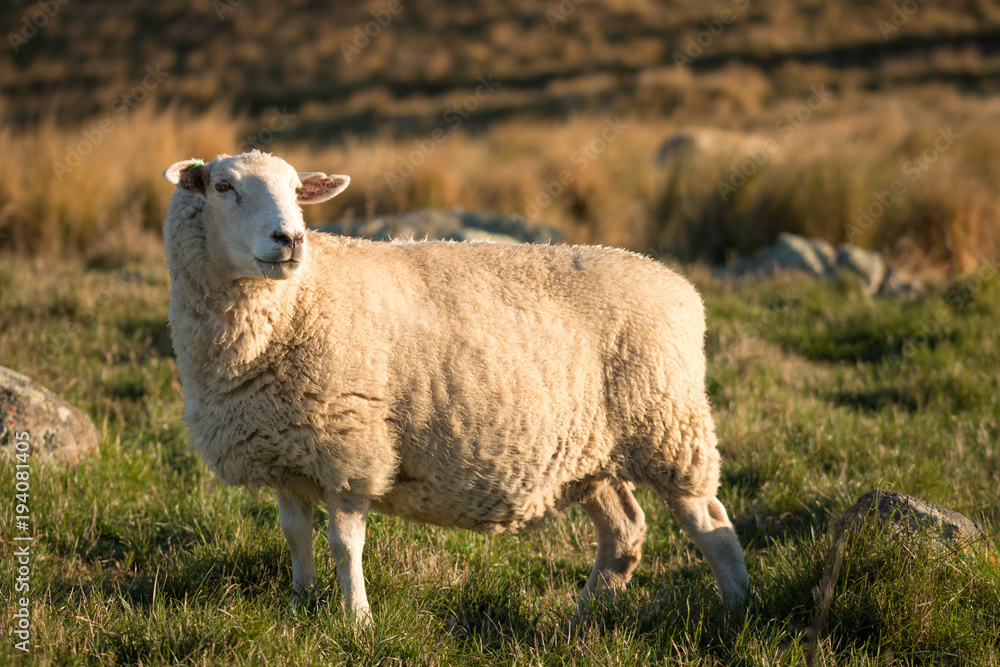 Single sheep on a pasture at sunset Single sheep on a pasture at sunset