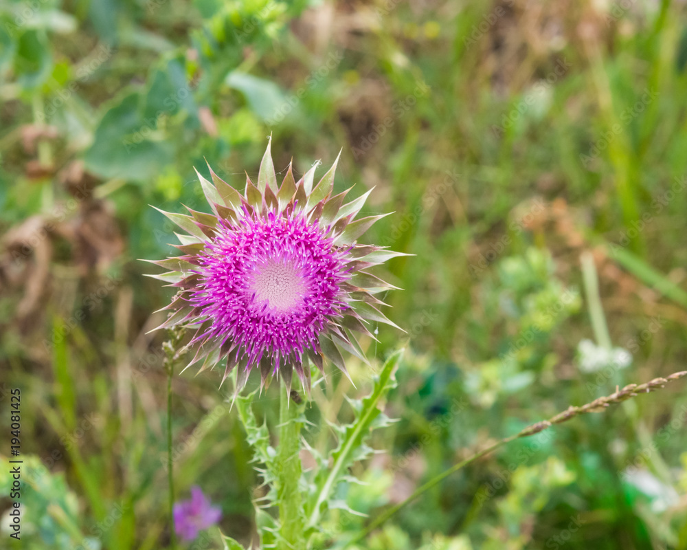 Musk or nodding thistle, Carduus nutans, flower close-up with bokeh background, selective focus, shallow DOF Musk or nodding thistle, Carduus nutans, flower close-up with bokeh background, selective focus, shallow DOF