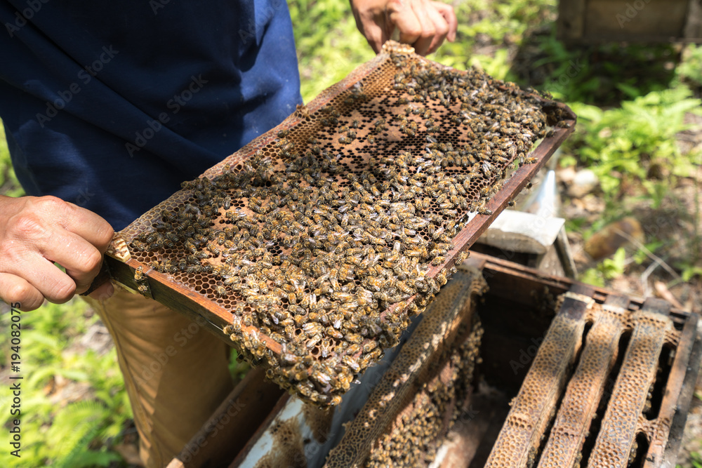 Human kept beehive closeup with man hands. Collecting honey from bee nest Human kept beehive closeup with man hands. Collecting honey from bee nest