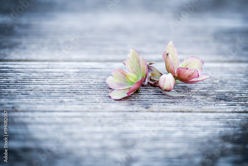 Blume auf Holzhintergrund