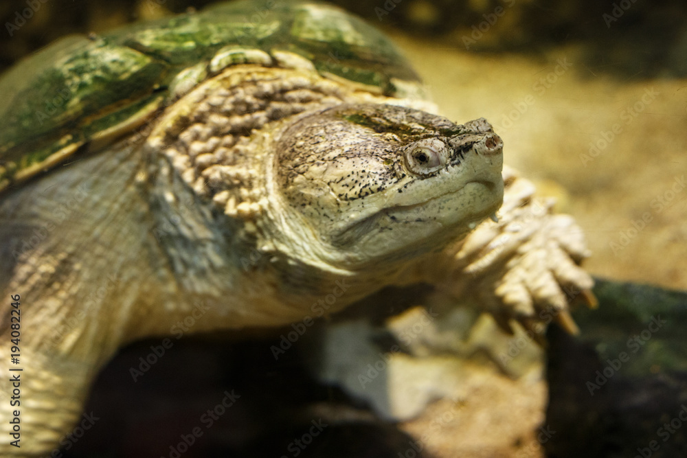 Common snapping turtle (Chelydra serpentina) in the oceanarium. Common snapping turtle (Chelydra serpentina) in the oceanarium.