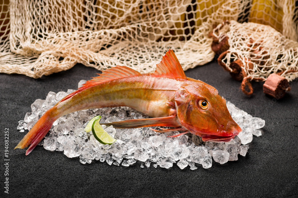 Red gurnard fish on ice on black stone background