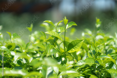 Green tea leaves in a tea plantation.