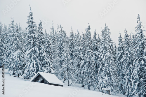 Wooden house at pine trees covered by snow on mountain Chomiak. Beautiful winter landscapes of Carpathian mountains, Ukraine. Frost nature. photo