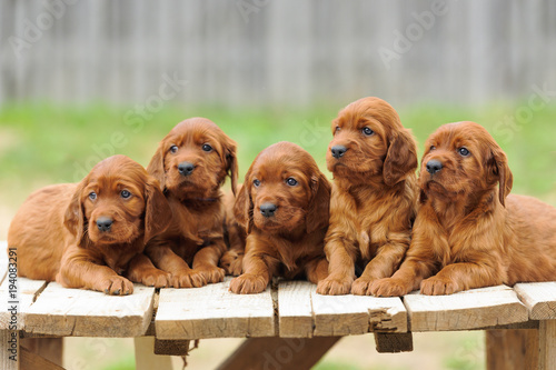 Obraz na plátně Five red setter puppies lie on wooden table
