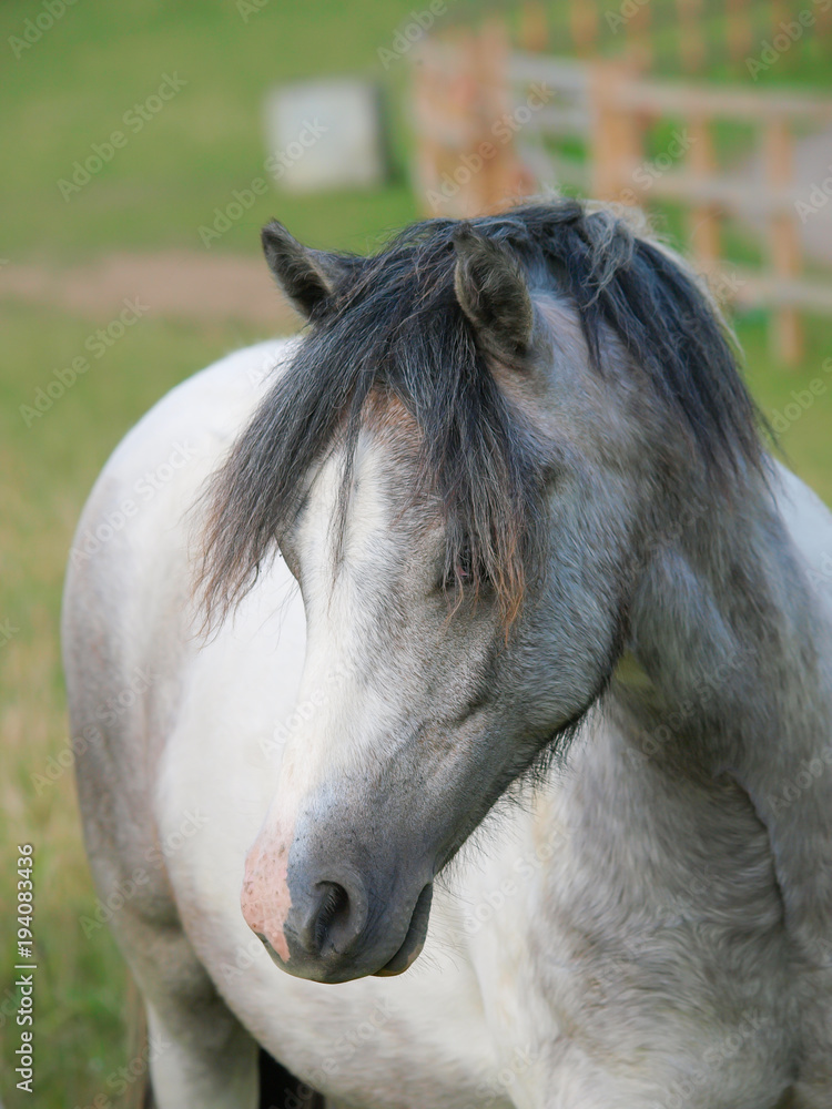 Obraz premium Welsh Pony Head Shot