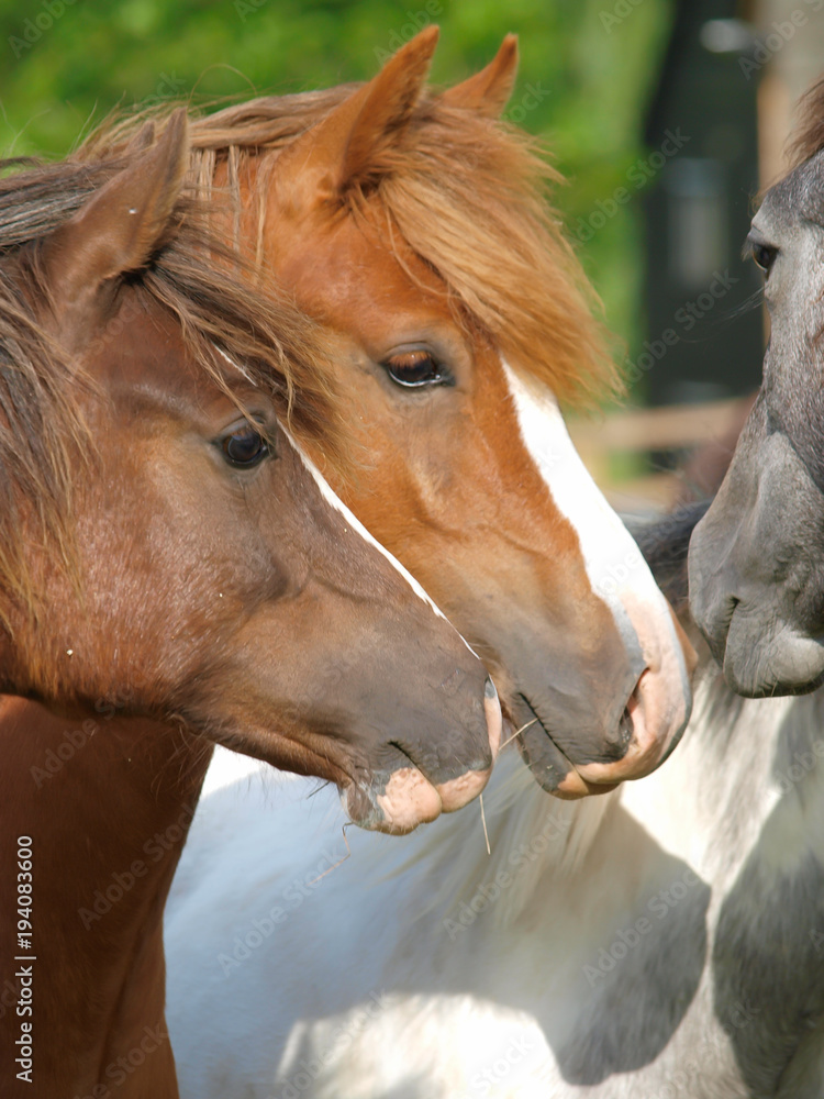 Obraz premium Three Welsh Ponies
