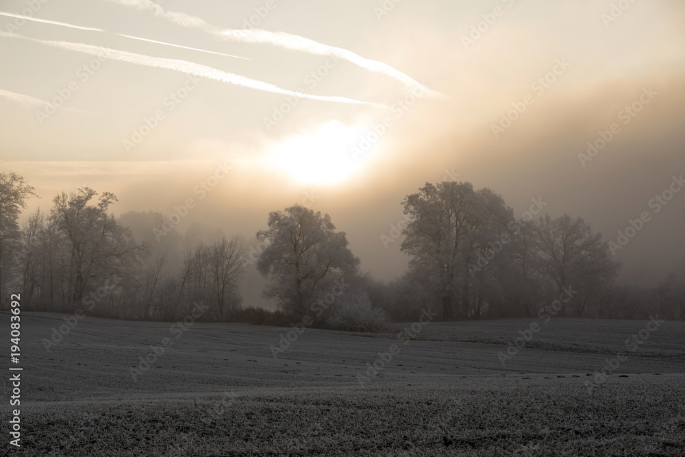 Obraz premium Trees with hoarfrost in the fog at sunrise in central Switzerland near Lucerne