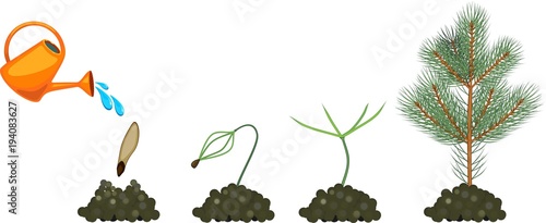 Fir-tree life cycle. Plant growin from seed to young fir-tree