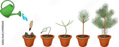 Plant growin from seed to young fir-tree in pot