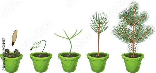 Plant growin from seed to young fir-tree in pot