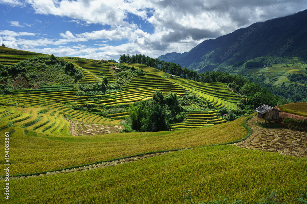 Terraced rice field in harvest season with white clouds and blue sky in Mu Cang Chai, Vietnam.