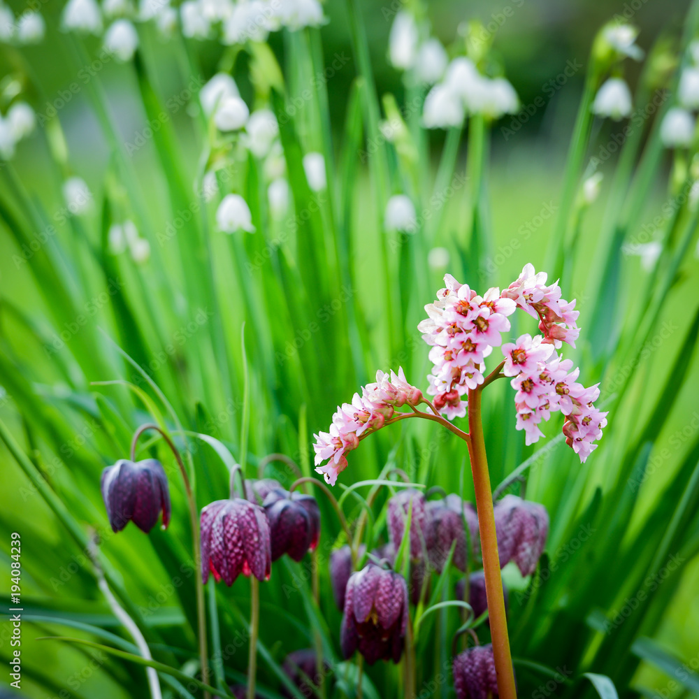 Fototapeta premium Frühlingsblumen