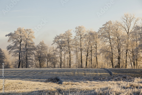 Wallpaper Mural Trees with rime on an ice cold winter morning in the warm morning light at sunrise in central Switzerland Torontodigital.ca
