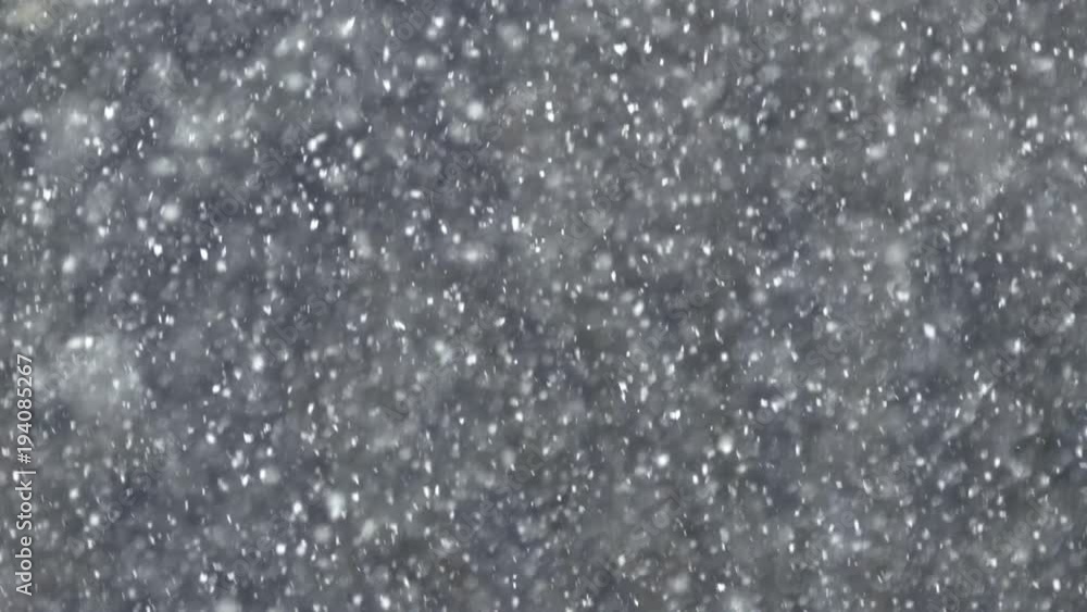 Snow falling in forest Snow falling in forest