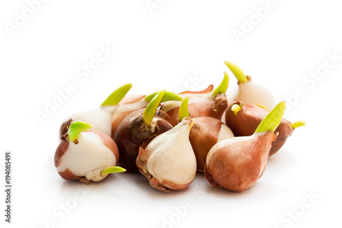 Fototapeta Naklejka Na Ścianę i Meble -  Tulip  bulbs isolated on white