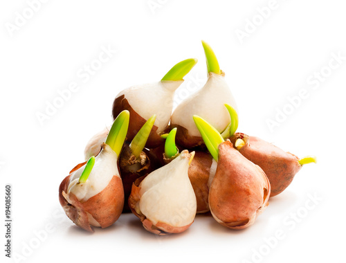 Fototapeta Naklejka Na Ścianę i Meble -  Tulip  bulbs isolated on white