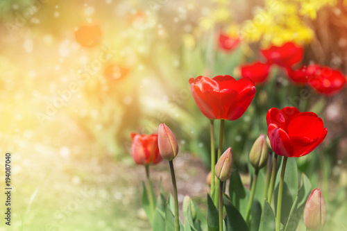 Red tulips. Spring and Easter background. 
