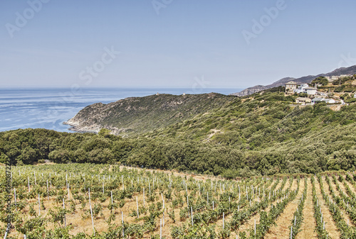 Corsica coast vineyards landscape