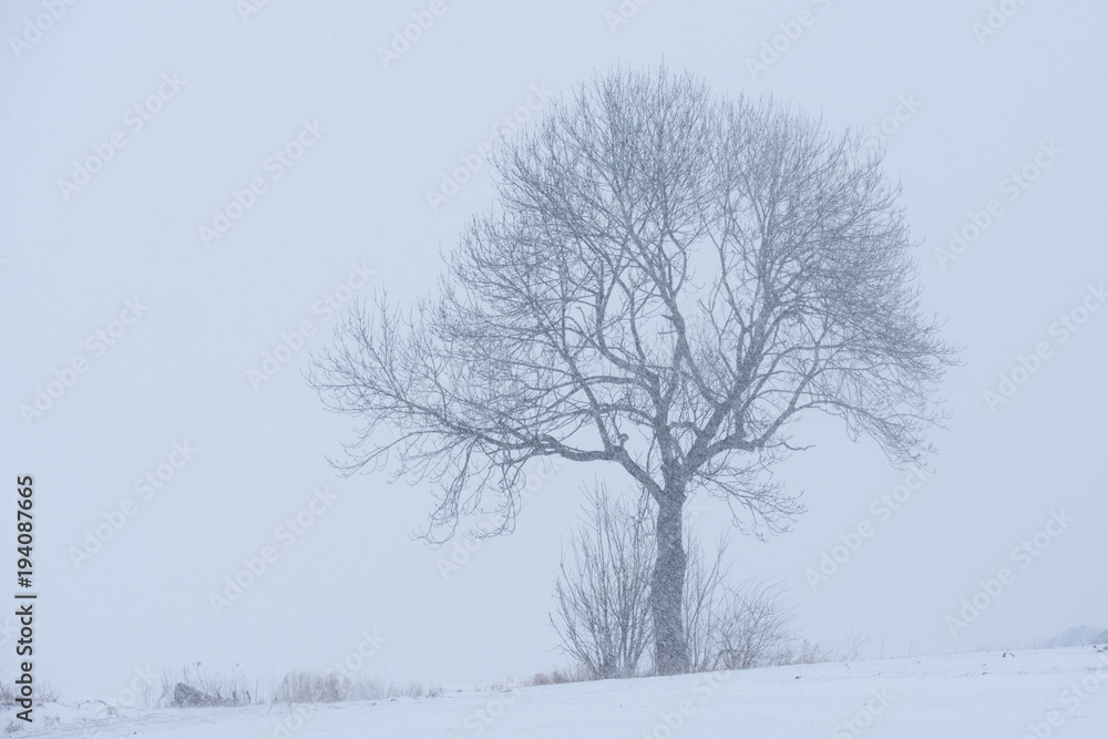Baum im Winter mit Schnee, einzelner Baum, weiss Baum im Winter mit Schnee, einzelner Baum, weiss