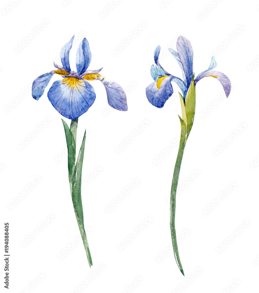 Watercolor iris set