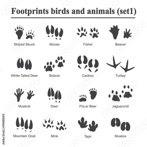 Wildlife animals and birds footprint, animal paw prints vector set. Footprints of variety of animals, illustration of black silhouette footprints.