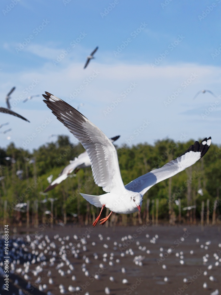 Fototapeta premium Seagulls in mangrove forest reserve bangpoo Thailand