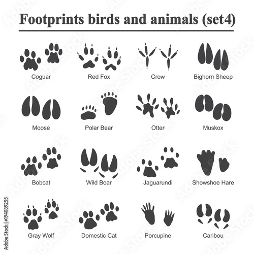 Wildlife animals and birds footprint  animal paw prints vector set. Footprints of variety of animals  illustration of black silhouette footprints.