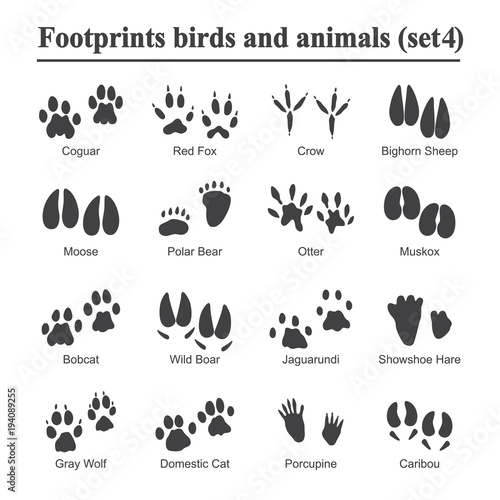 Wildlife animals and birds footprint, animal paw prints vector set. Footprints of variety of animals, illustration of black silhouette footprints.