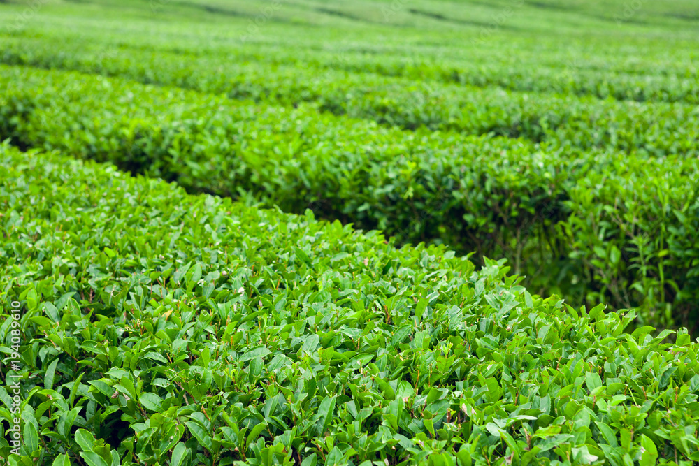 The finest green tea bushes at the organic green-tea plantation of Jeju Island, South Korea The finest green tea bushes at the organic green-tea plantation of Jeju Island, South Korea