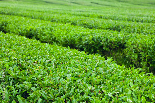 The finest green tea bushes at the organic green-tea plantation of Jeju Island, South Korea