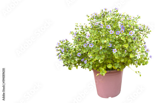 Persian Violet flower (Exacum affine) on white background.Regal Persian Violet. photo