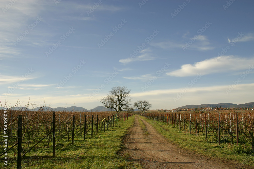 Weg zwischen Weinfeldern