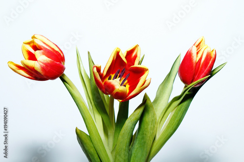 Fototapeta Naklejka Na Ścianę i Meble -  Bouquet of tulips on a white background