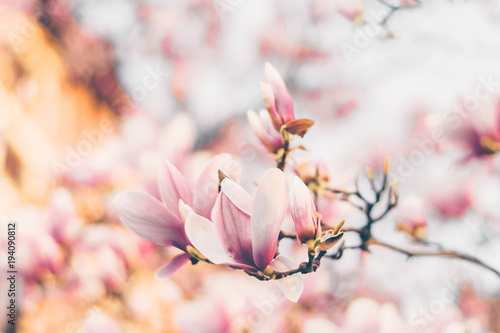 Beautiful magnolia flowers. Filtred effect. Soft selective focus photo