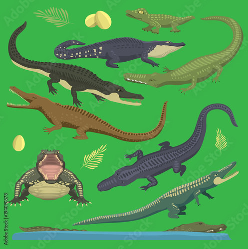 Crocodile alligator green vector reptile illustration of wild animals set collection cartoon style. Cartoon green crocodile reptile open mouth and front top view, old and young reptile