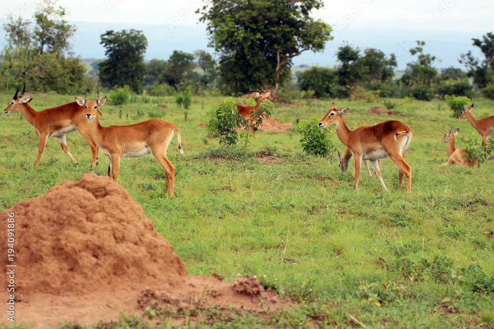 Wilde Antilopen in der Natur von Afrika Uganda Wilde Antilopen in der Natur von Afrika Uganda