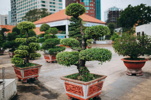 close-up view of green decorative trees in pots on street in Ho Chi Minh, Vietnam