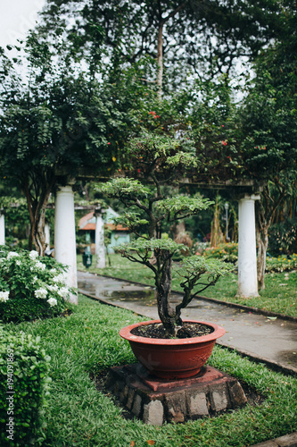 Close-up view of beautiful green bonsai tree growing in pot, Ho Chi Minh, Vietnam