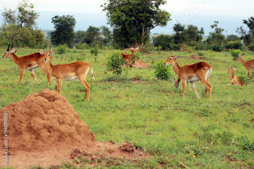 Wilde Antilopen in der Natur von Afrika Uganda