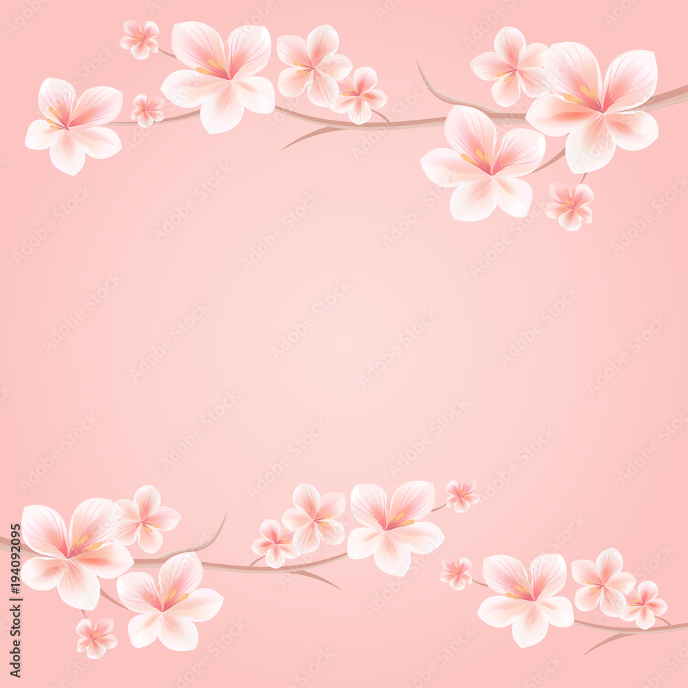 Branches of Sakura with Pink flowers isolated on Pink background. Sakura flowers. Cherry blossom. Vector