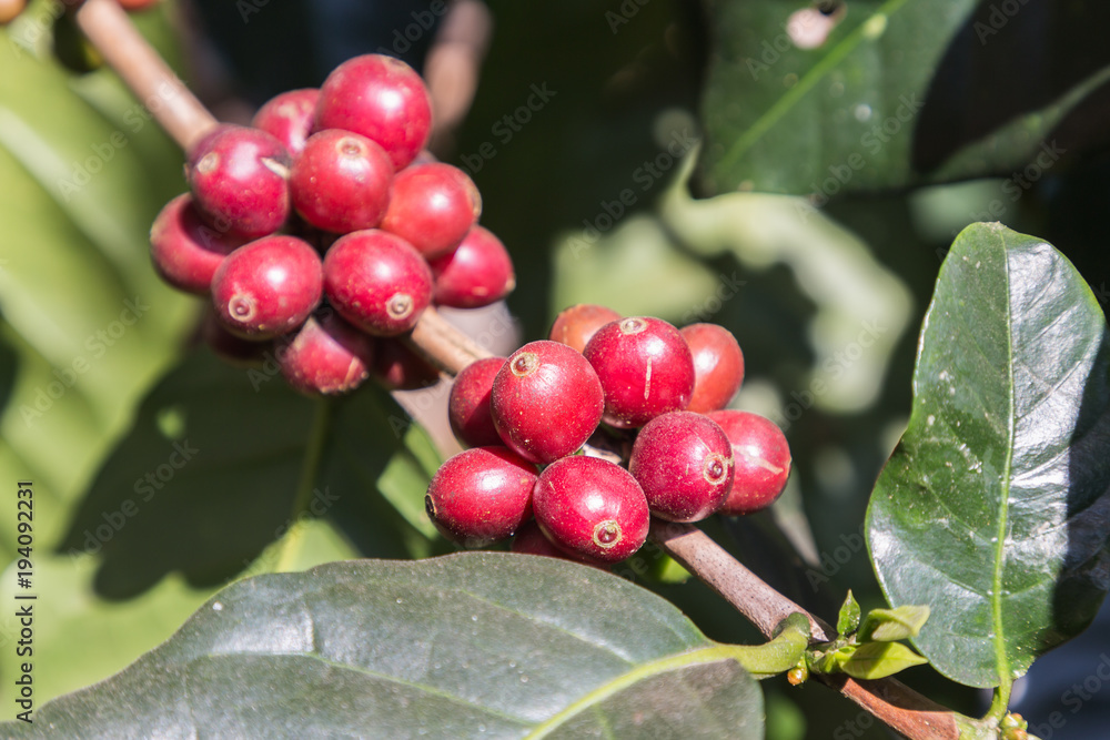 Fresh coffee beans on tree. Fresh coffee beans on tree.